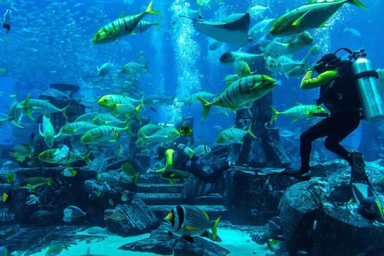 Tour de Buceo en las Islas Catalinas