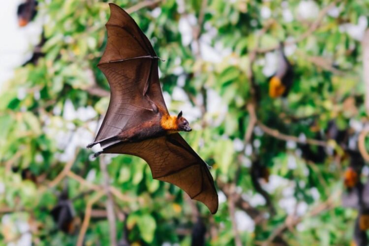 Tour por la Selva de los Murciélagos en Puntarenas
