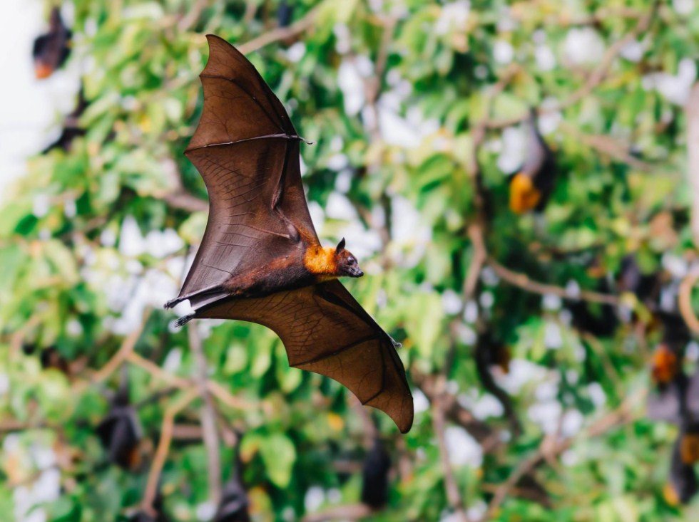 Tour por la Selva de los Murciélagos en Puntarenas