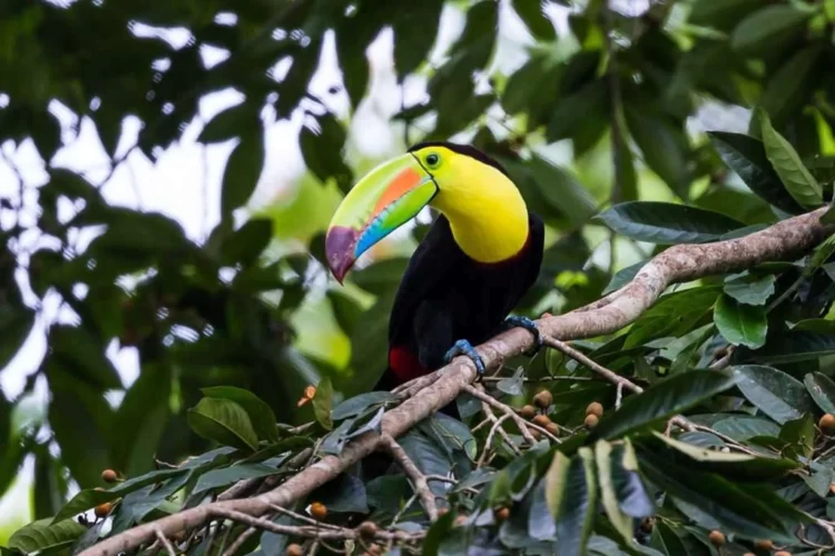 Reserva Biológica Hitoy Cerere en Costa Rica